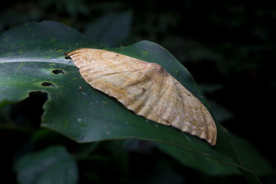 Moth on a green leaf