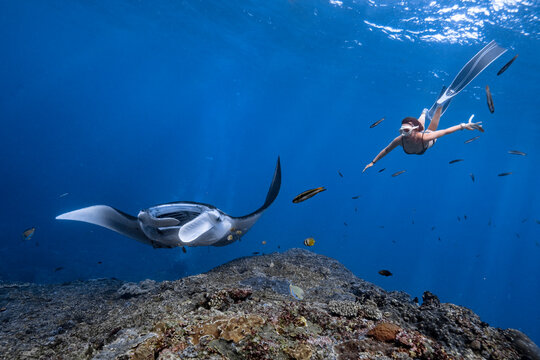 Female Freediver swimming with manta ray at the cleaning station