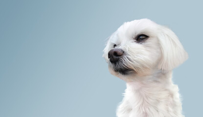 white maltese dog isolated on pastel blue background.
