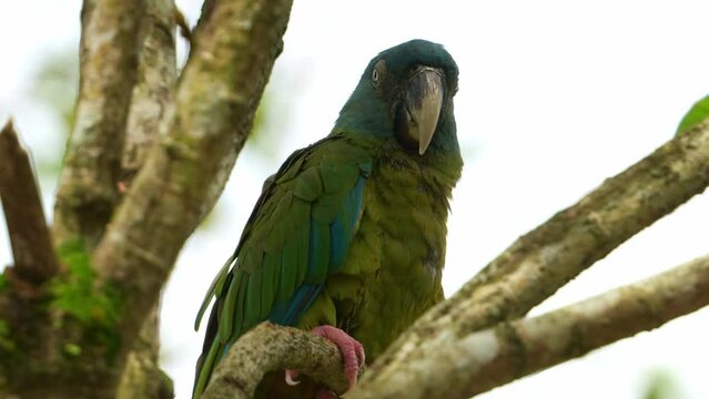 Close up shot of a Blue-headed macaw, primolius couloni perched and resting on the branch, dozing off on the tree during the day, with its eyes slowly closing, a vulnerable parrot bird species.