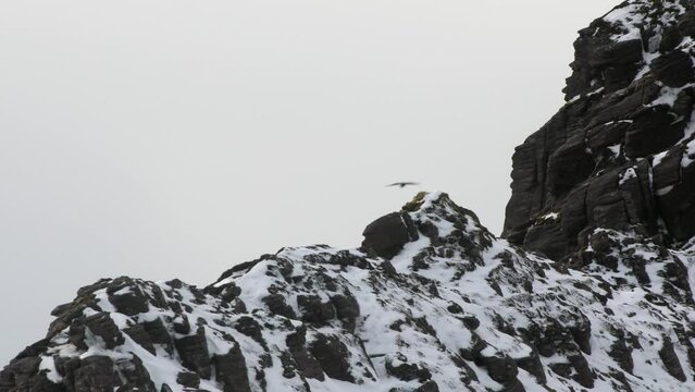 Raven (Corvus corax) perched on snowy mountain ridge and flying away, Highlands, Scotland