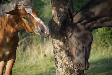 Two horses standing in a grassy area near a tree