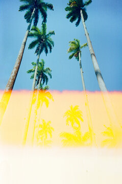 Tropical landscape with palm trees and light leak with copy space