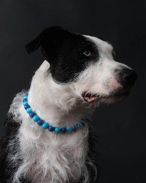 Black And White Dog Looking Aside Studio Portrait 