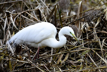 Great egret searching for food in the reed at the shore of a river in Switzerland
