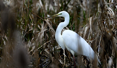 A great egret spotted through the reed at the shore of a river