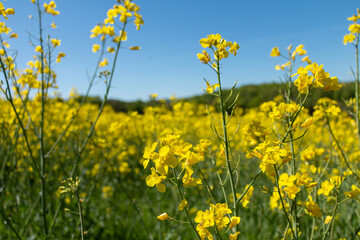 Fototapeta premium Rapeseed yellow flower close up in front of the rapeseed field.