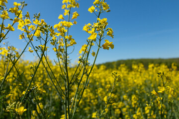 Obraz premium Rapeseed yellow flower close up in front of the rapeseed field.