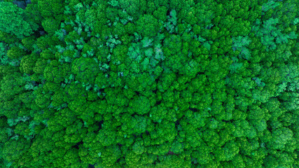 aerial view of dark green forest Abundant natural ecosystems of rainforest. Concept of nature forest preservation and reforestation	
