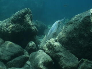 underwater  calamari loligo vulgaris