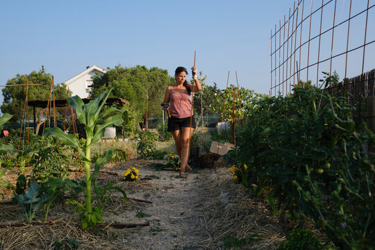 Woman in vegetable garden building bracket for tomato vines