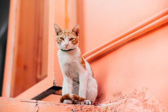 cat