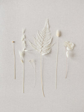 Dry plants against white linen fabric.