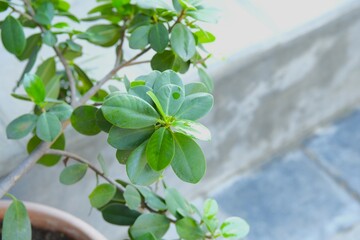 The Chinese bayan plant or ficus microcarpa growth in pot