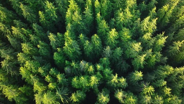 Save the planet concept. Go green ecology aerial for bright hope future. Global zero waste. Reduce greenhouse gas pollution. Earth day event with low CO2 emission idea. Aerial forest tree nature view