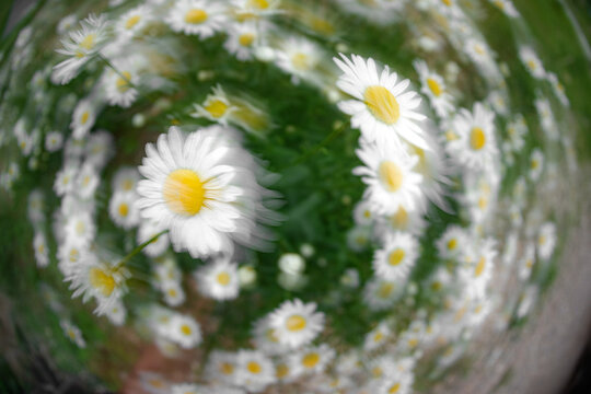 Summer Chamomile Flowers Motion Blur Image