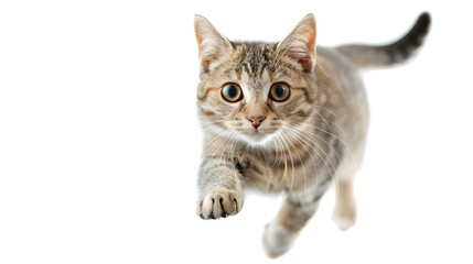 Naklejka premium cat on white background