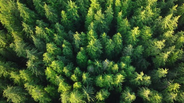 Global zero waste. Reduce greenhouse gas pollution. Earth day event with low CO2 emission idea. Save the planet concept. Aerial forest tree nature view. Go green ecology aerial for bright hope future