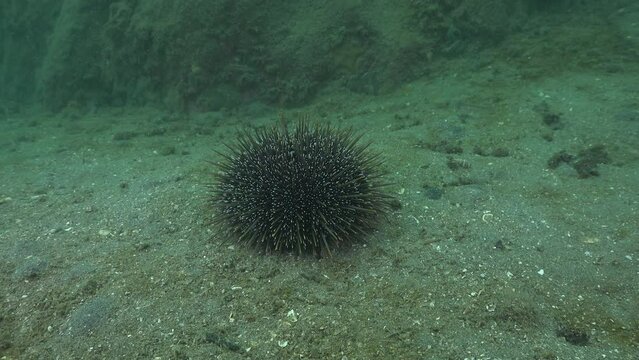 Common sea urchin Evechinus chloroticus crawling on shapeless silty sea floor. Location: Leigh, New Zealand.