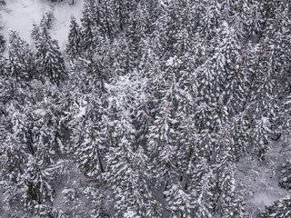 ドローン写真：真っ白な雪に覆われた雪山の杉