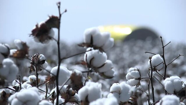 Brazilian cotton, high quality and competitiveness in international markets