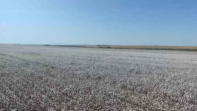 Vast cotton field, Cotton agribusiness scene, Aerial Pullback