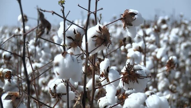 Brazilian cotton business, significant component of the agricultural sector