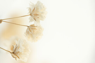 Dry gypsophila flowers with light  background and place for text macro