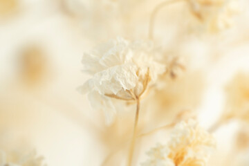 Dry gypsophila flower with light natural blur background macro