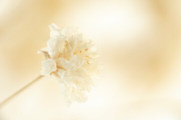 Dry gypsophila flower with light  natural blur background and place for text macro