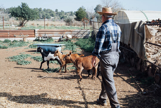Farmer with  Goats.