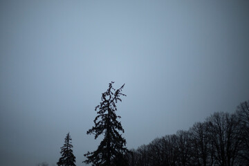 Crooked spruce in the park. Tree in winter. Tall spruce against the background of a gray sky.