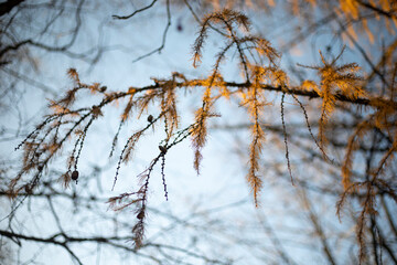 Larch in autumn. The needles on the branch turn yellow. Tree in the park.