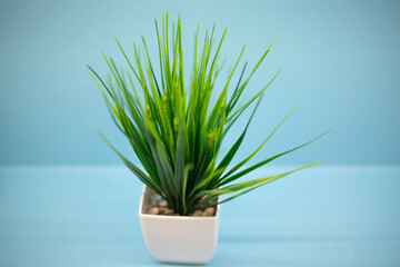 Green plant in a pot. Green grass on a blue background. Item in the interior.