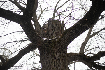 An old oak. Big oak tree in the park. Broken tree trunk.