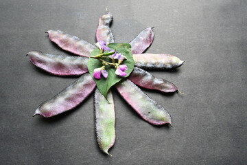 Lablab purpureus vegetable on black background.  Its other names lablab bean, bonavist bean pea, dolichos bean, seim, lablab, Egyptian kidney bean, Indian bean. 
