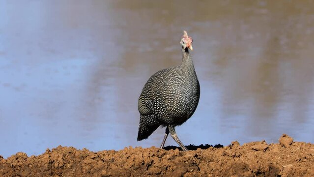 A helmeted guineafowl (Numida meleagris) at a waterhole, South Africa