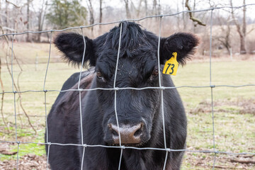 A super close up photo of a bull behind a fence in a pasture looking at the camera