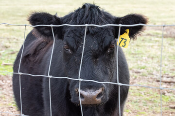 A super close up photo of a bull behind a fence in a pasture looking at the camera