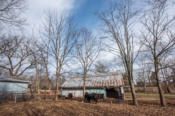 Cows standing in a field in front of an old abandoned barn on a clear winter day with a blue sky