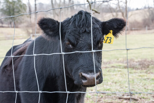 A super close up photo of a bull behind a fence in a pasture