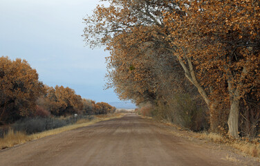 Obraz na płótnie Canvas Dirt road and tree alley - Bosque del Apache National Wildlife refuge, New Mexico