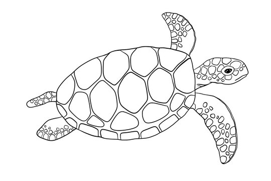 Vector swimming outline turtle isolated on white background. Hand drawn line doodle illustration ocean or underwater animal