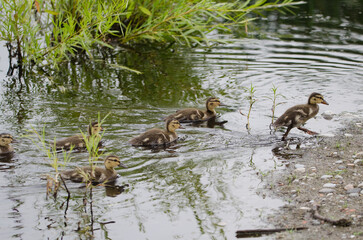 Mallard Ducklings