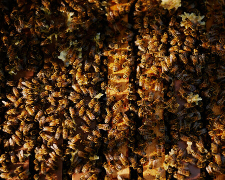 honey bees macro in their hive close up top shot 