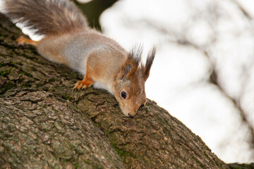 Close-up shot of the Red Squirrel