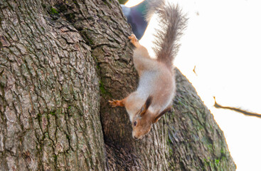 Close-up shot of the Red Squirrel