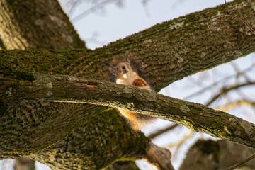 Close-up shot of the Red Squirrel