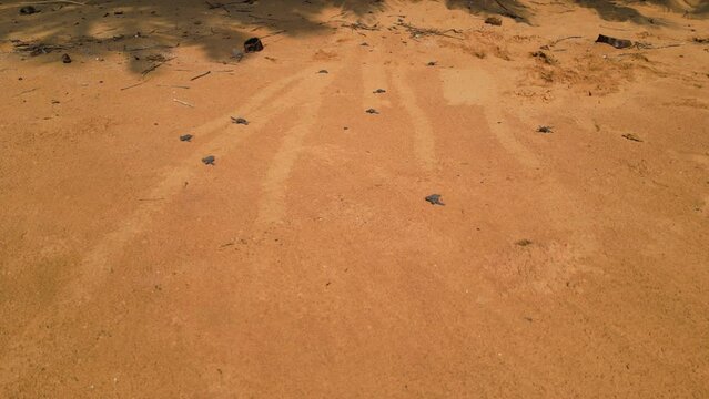 Aerial view of small turtles (Chelonia mydas) running over a sand to the ocean