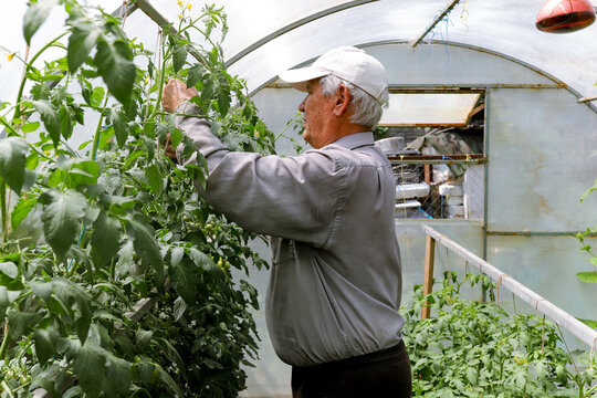 grandfather in the greenhouse